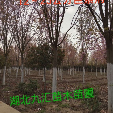 紫荆树巨紫荆紫荆12～20公分