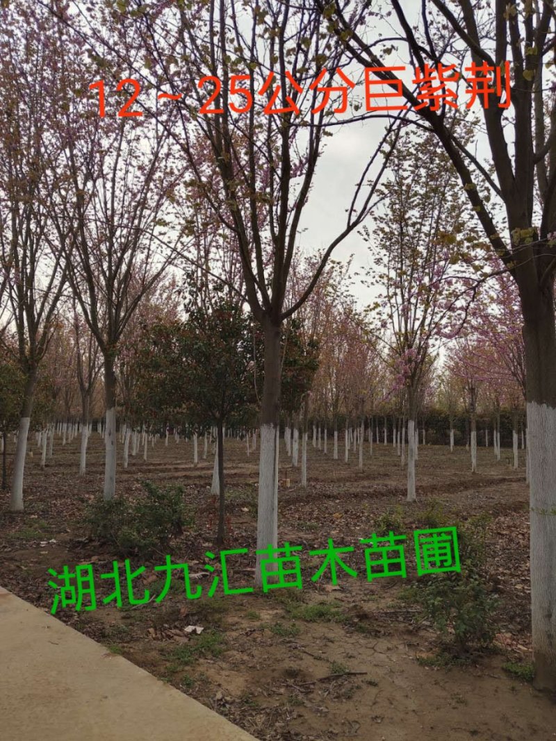 紫荆树巨紫荆紫荆12～20公分