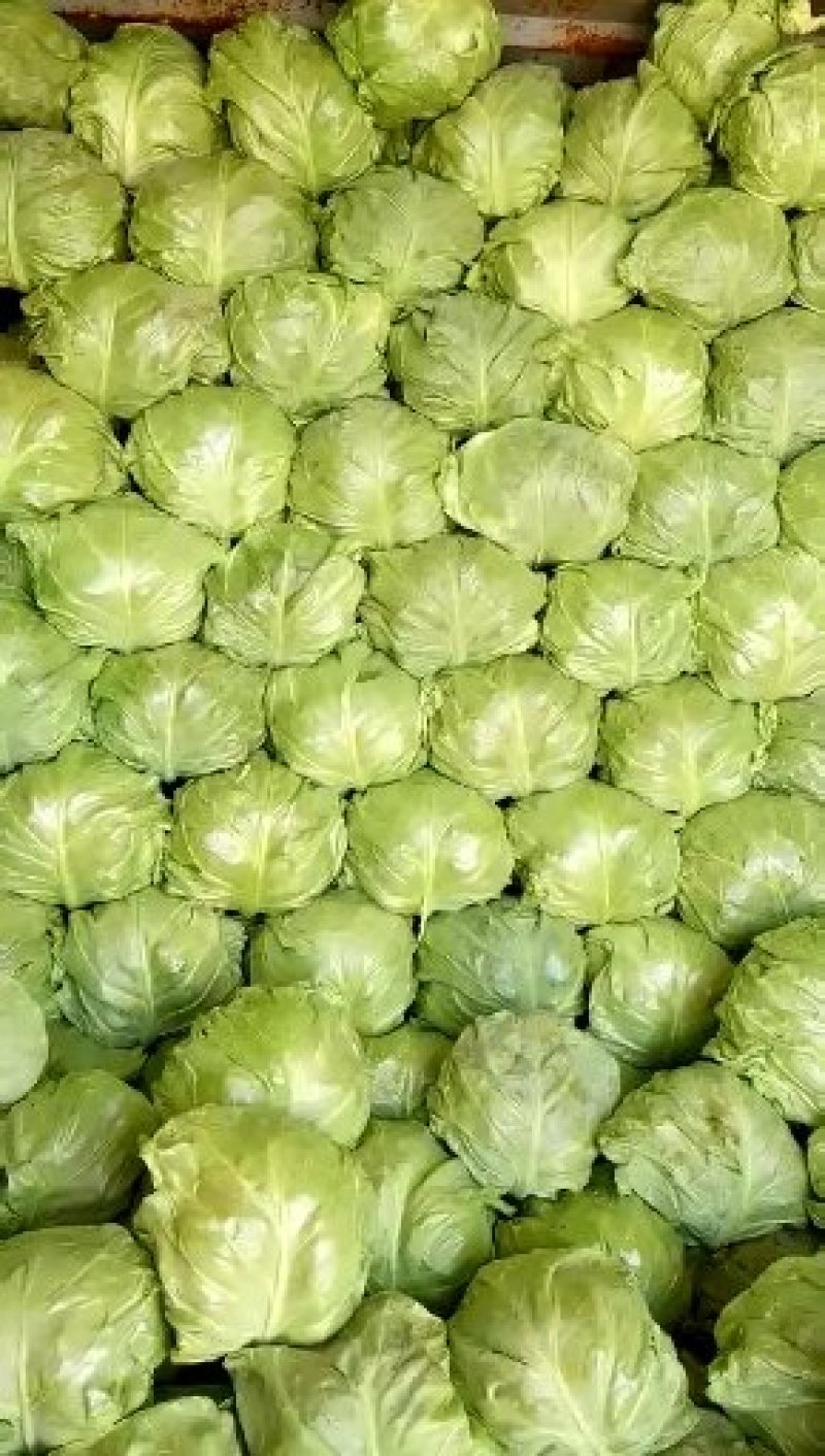 蔬菜种植基地甘蓝以大量上市。基地直发，质量保证，价格不高