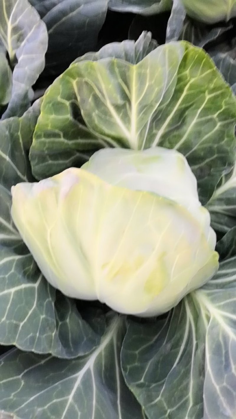 蔬菜种植基地甘蓝以大量上市。基地直发，质量保证，价格不高