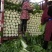 阳春白菜白菜河北白菜产地直销热卖价格实惠实力供应