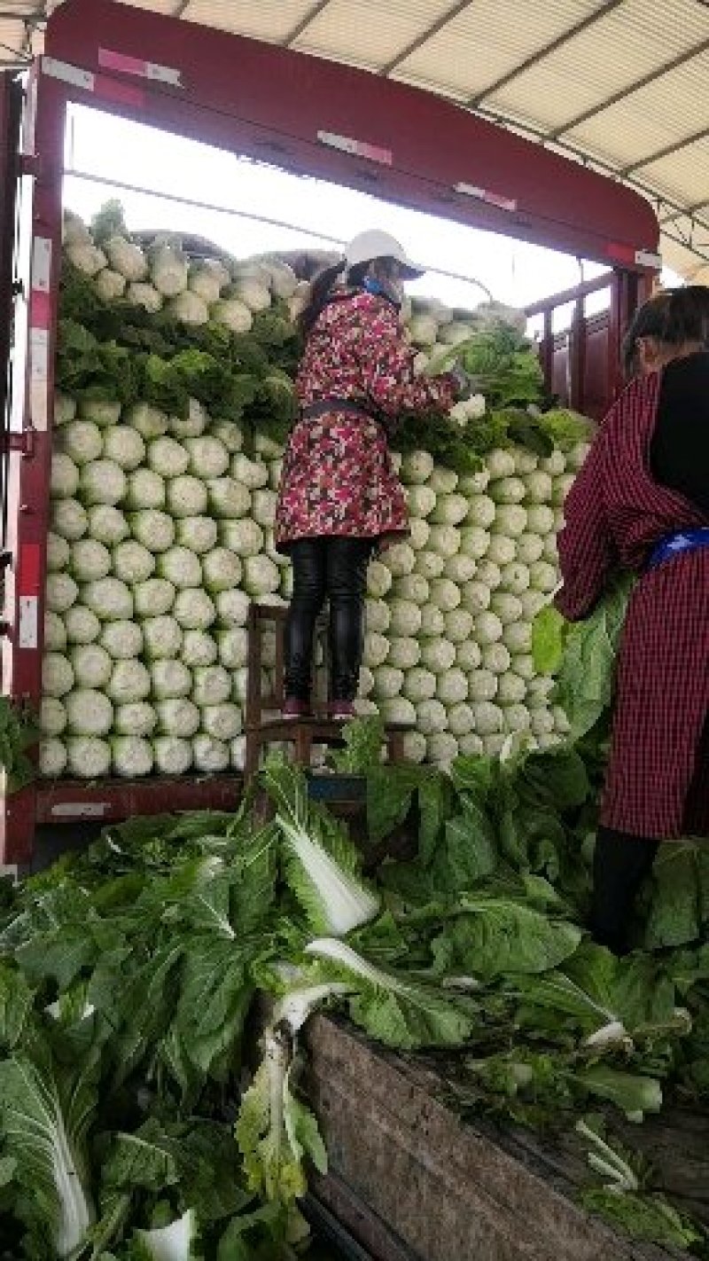 阳春白菜白菜河北白菜产地直销热卖价格实惠实力供应