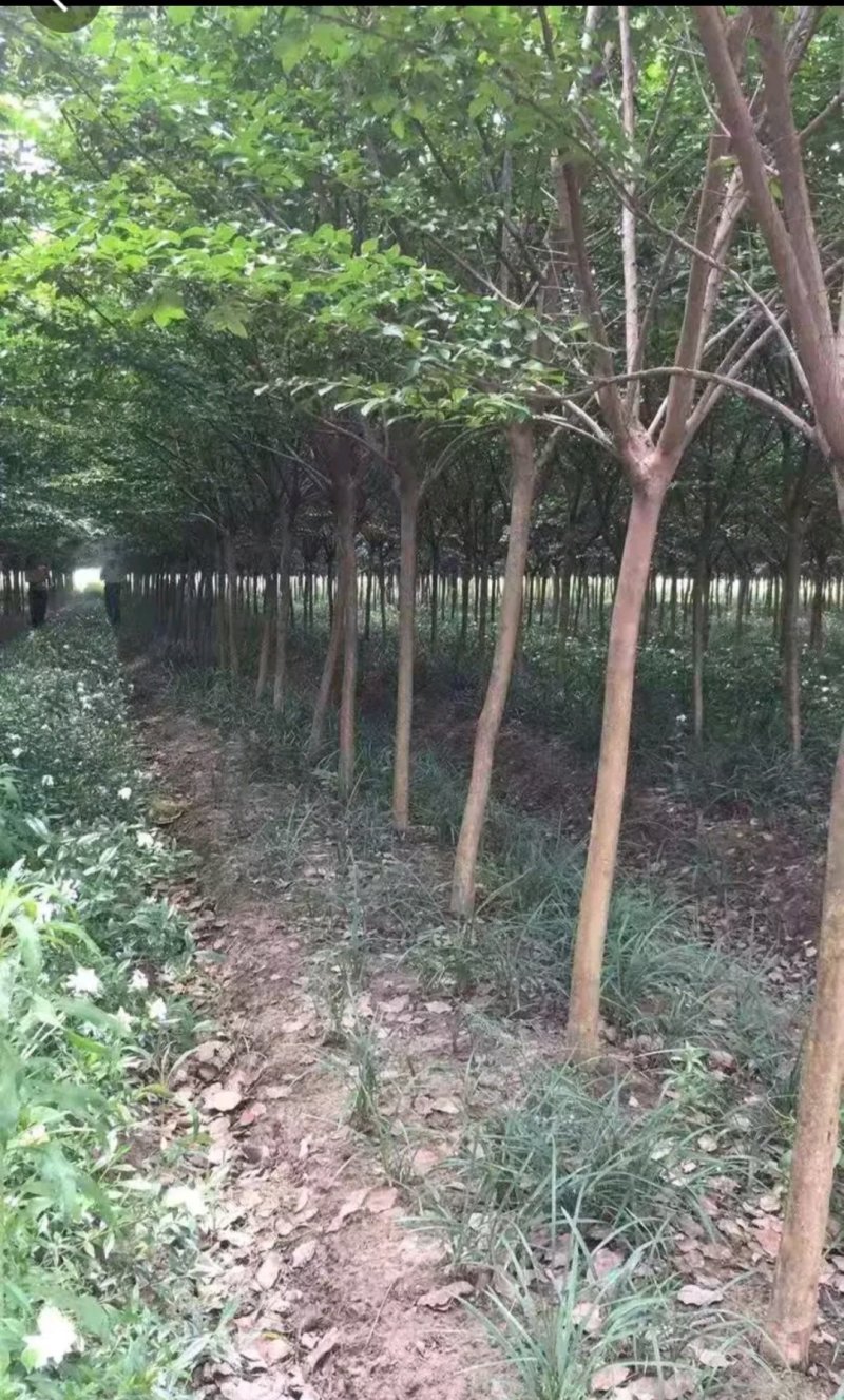紫薇，百日红2---8公分量大价低