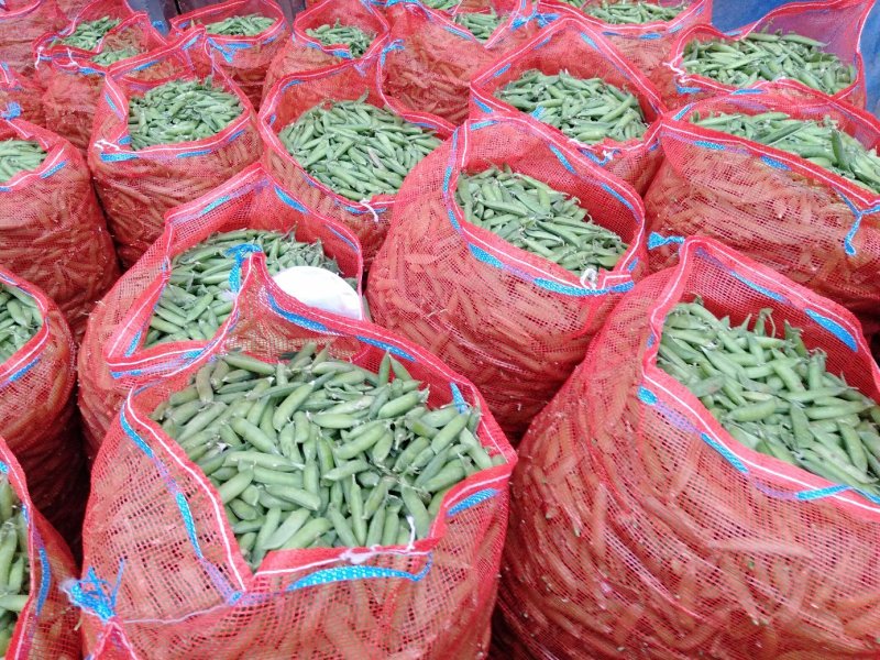 【豌豆】湖北青碗豆大量供应可视频看货欢迎咨询