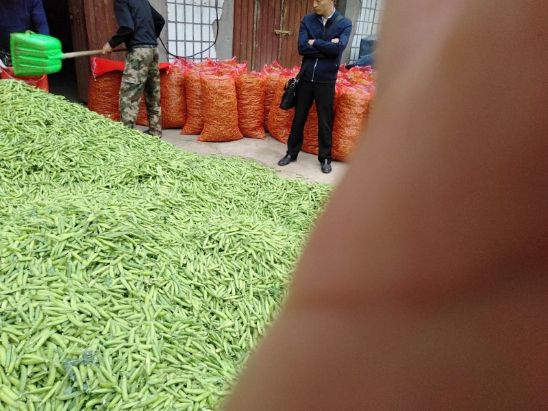 【豌豆】湖北青碗豆大量供应可视频看货欢迎咨询