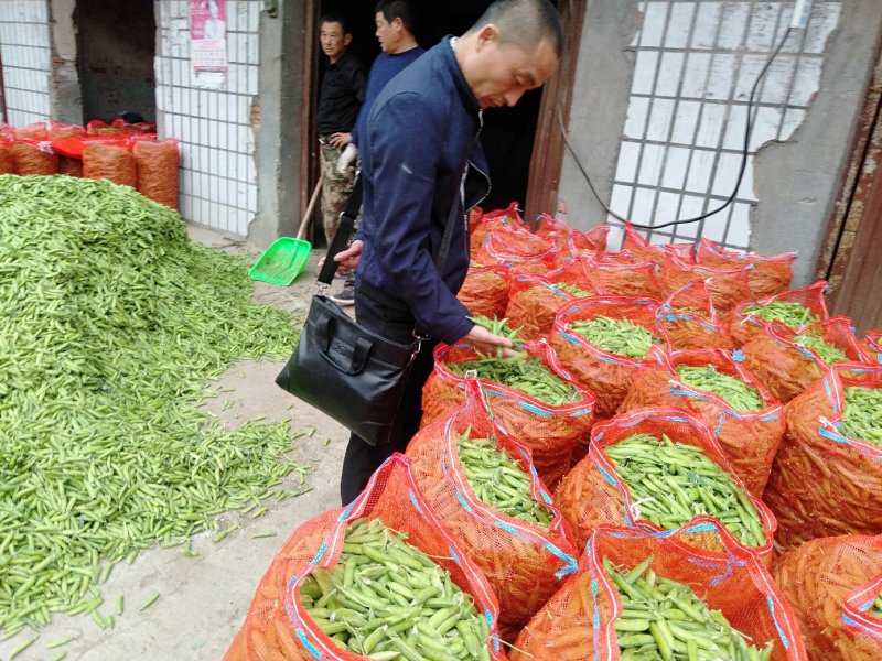 【豌豆】湖北青碗豆大量供应可视频看货欢迎咨询