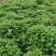 露地栽种脱毒济薯26红薯苗大田苗高剪苗板栗薯