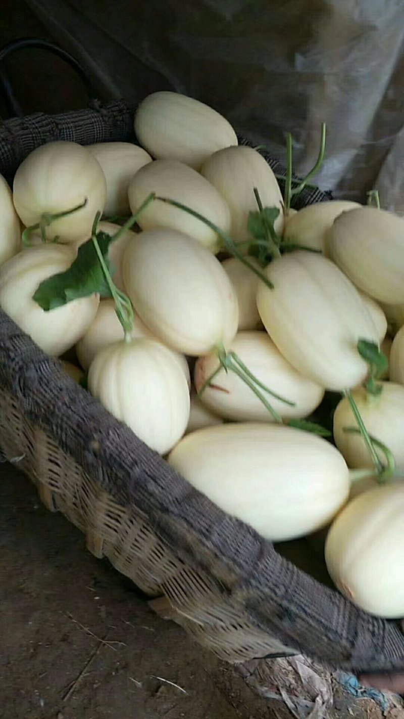甜瓜
