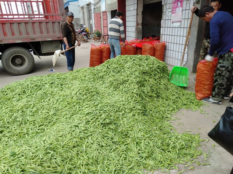 【好货】豌豆湖北青豌豆大量供货产地直发品质保证