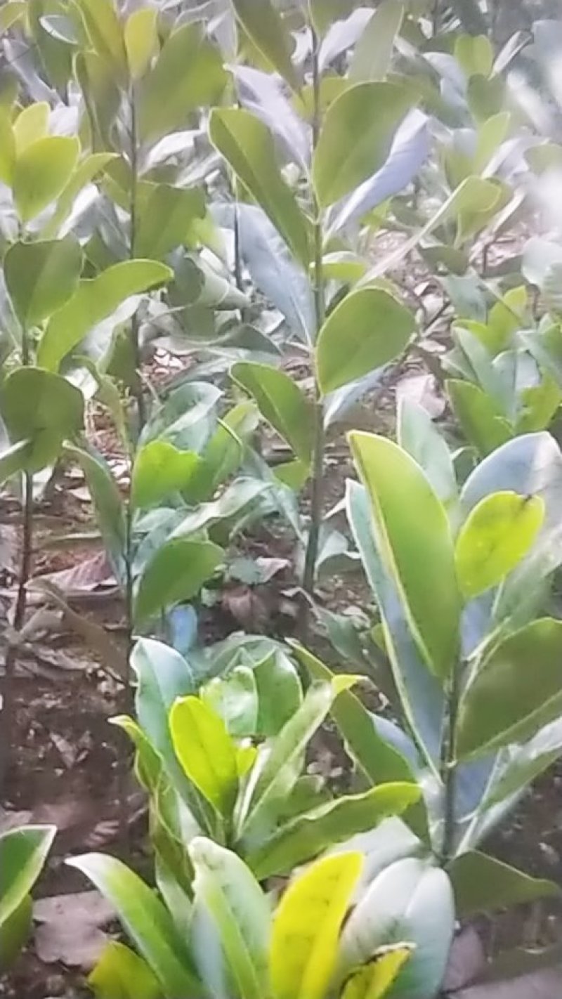 广玉兰苗，地径1一20公分大量出售，欢迎来电