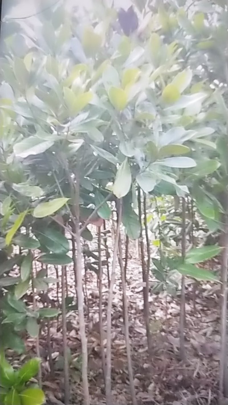 广玉兰苗，地径1一20公分大量出售，欢迎来电
