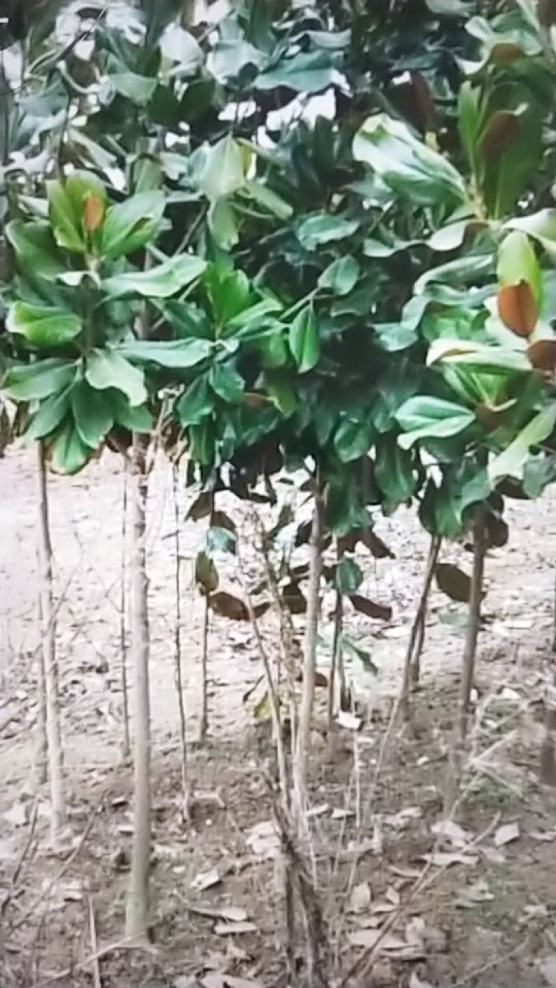 广玉兰苗，地径1一20公分大量出售，欢迎来电