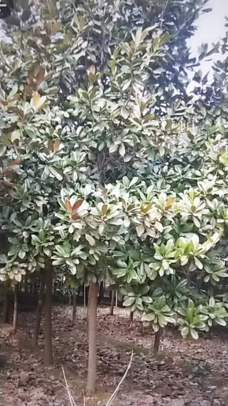 广玉兰苗，地径1一20公分大量出售，欢迎来电
