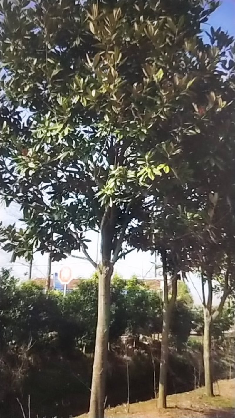 广玉兰苗，地径1一20公分大量出售，欢迎来电