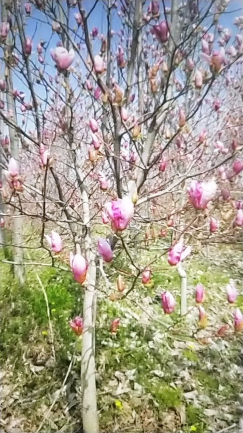 广玉兰苗，地径1一20公分大量出售，欢迎来电