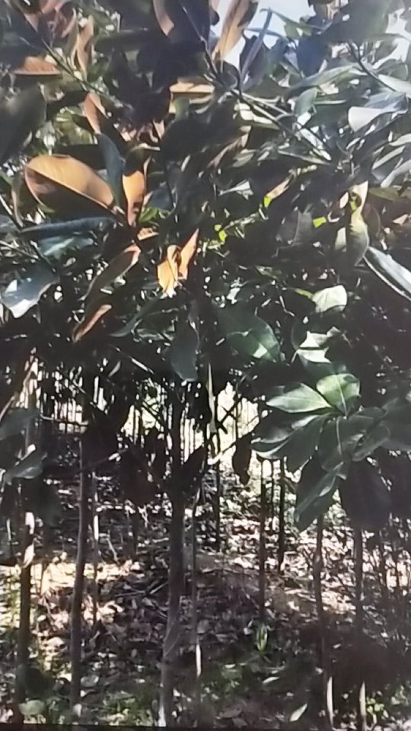 广玉兰苗，地径1一20公分大量出售，欢迎来电