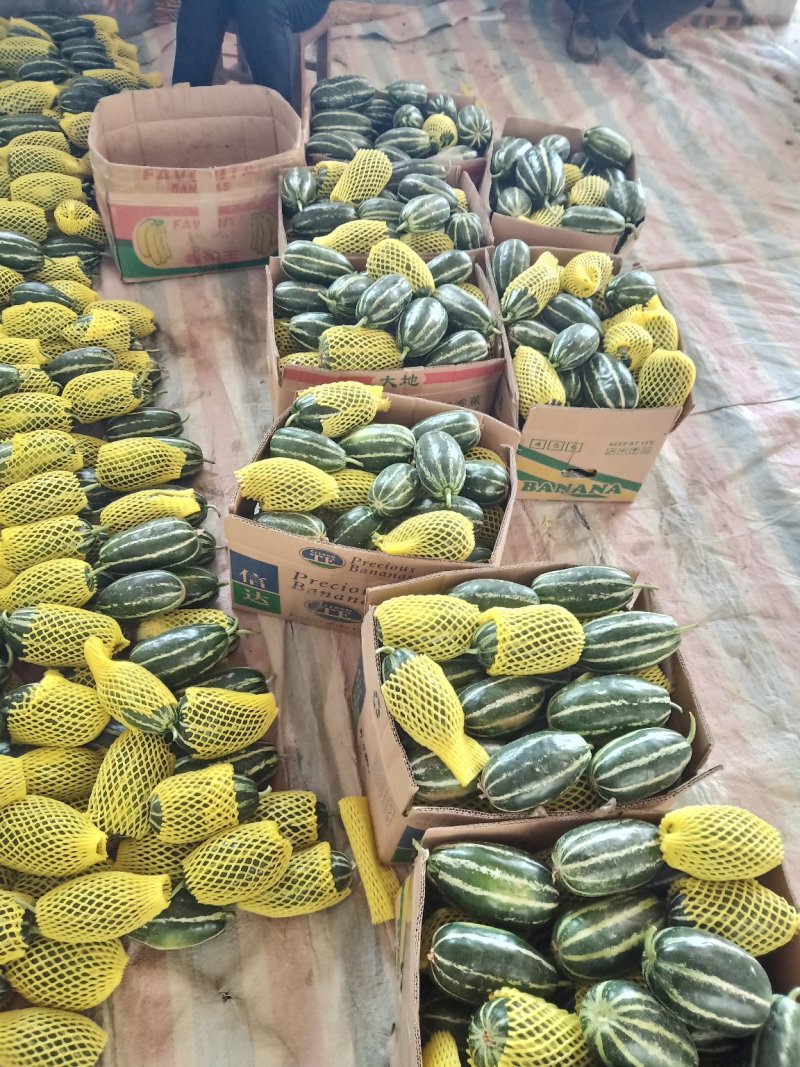 博洋9号甜瓜大量上市甜度高脆皮种植面积大现摘现发品质保证