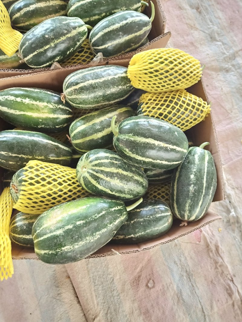 博洋9号甜瓜大量上市甜度高脆皮种植面积大现摘现发品质保证