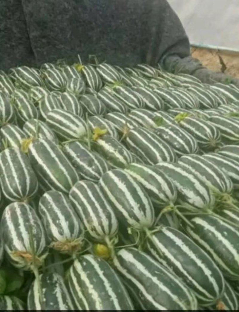 博洋9号甜瓜大量上市甜度高脆皮种植面积大现摘现发品质保证