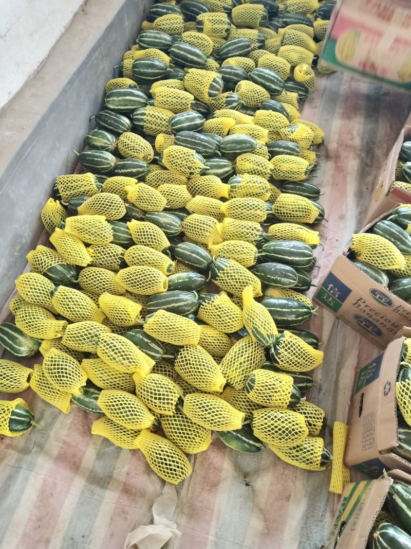博洋9号甜瓜大量上市甜度高脆皮种植面积大现摘现发品质保证
