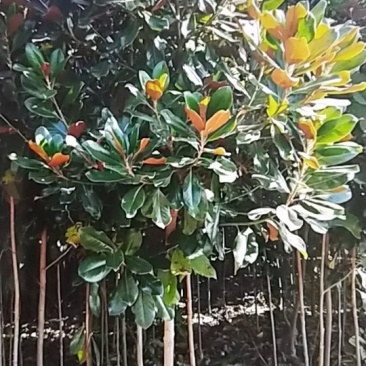 广玉兰苗，地径1一20公分大量出售，欢迎来电