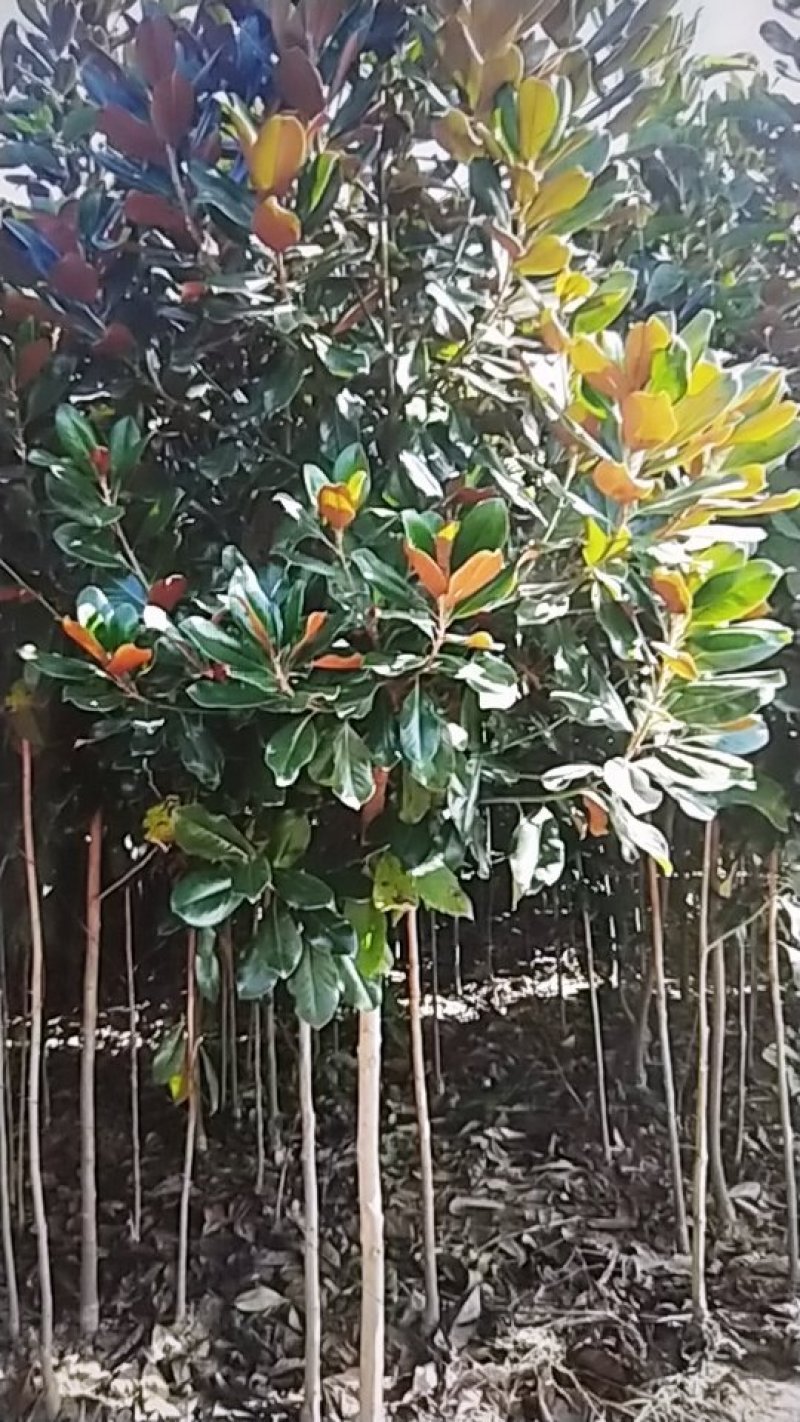 广玉兰苗，地径1一20公分大量出售，欢迎来电