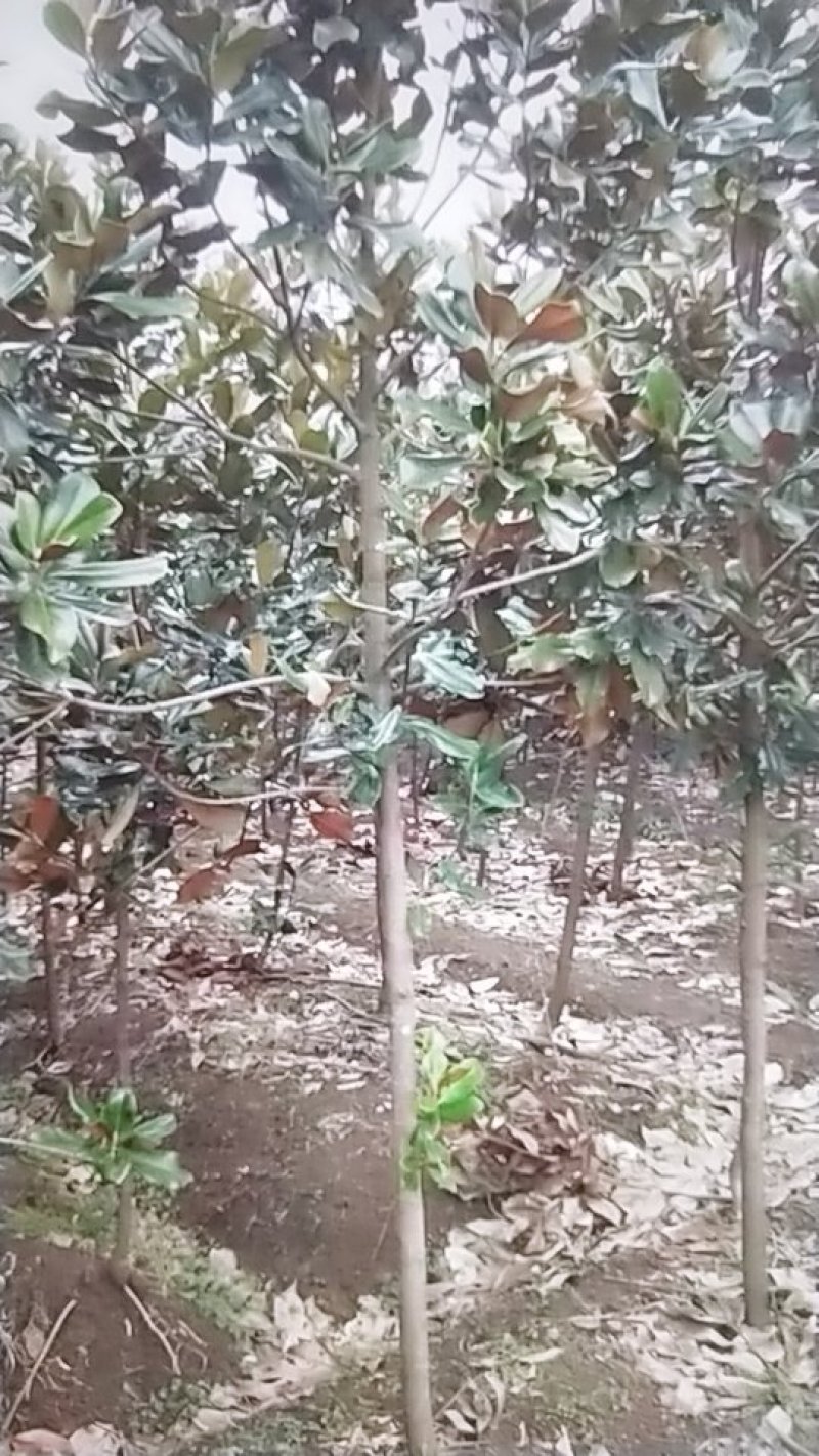 广玉兰苗，地径1一20公分大量出售，欢迎来电