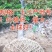 广玉兰苗，地径1一20公分大量出售，欢迎来电