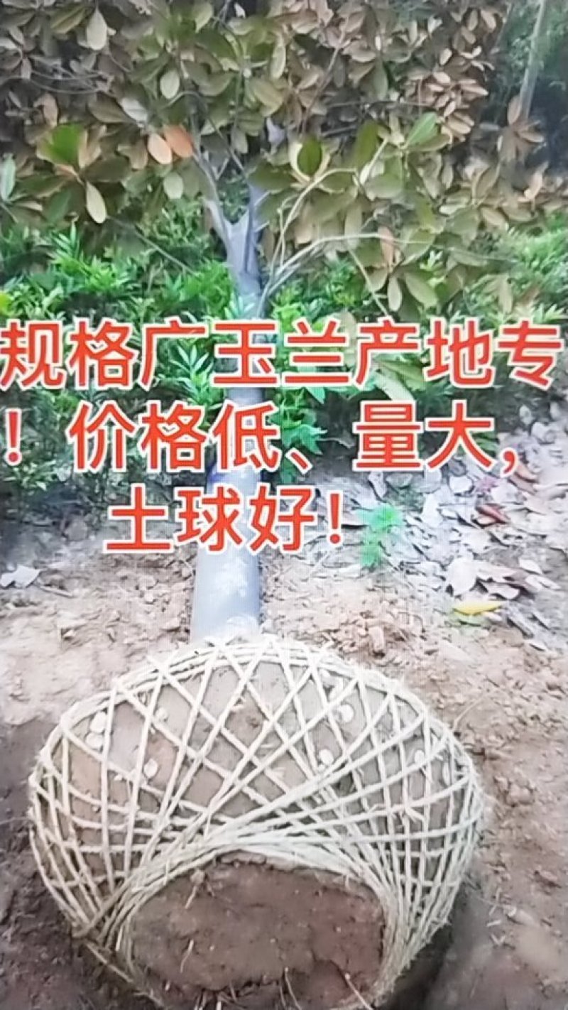 广玉兰苗，地径1一20公分大量出售，欢迎来电