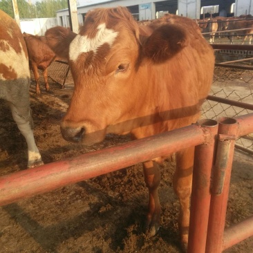 河南商丘适合养多大的肉牛犊