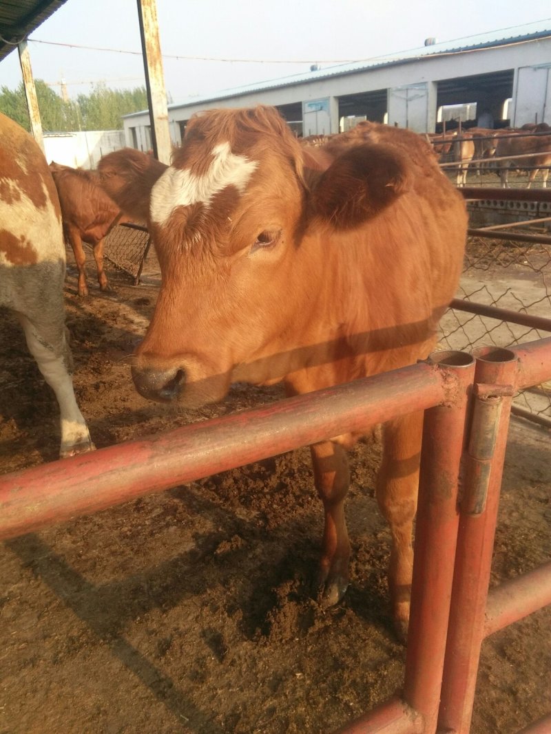 河南商丘适合养多大的肉牛犊