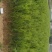 侧柏