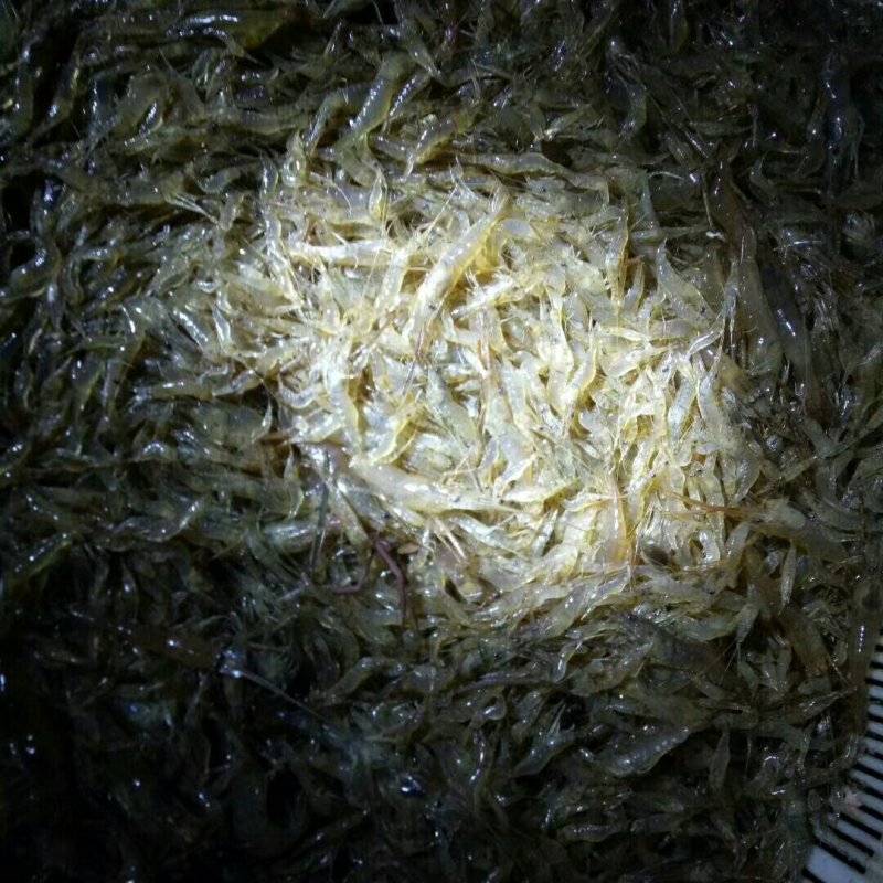 廉刀鱼，河虾，木根鱼