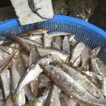 廉刀鱼，河虾，木根鱼