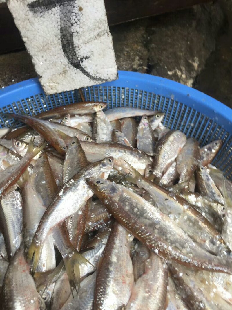 廉刀鱼，河虾，木根鱼