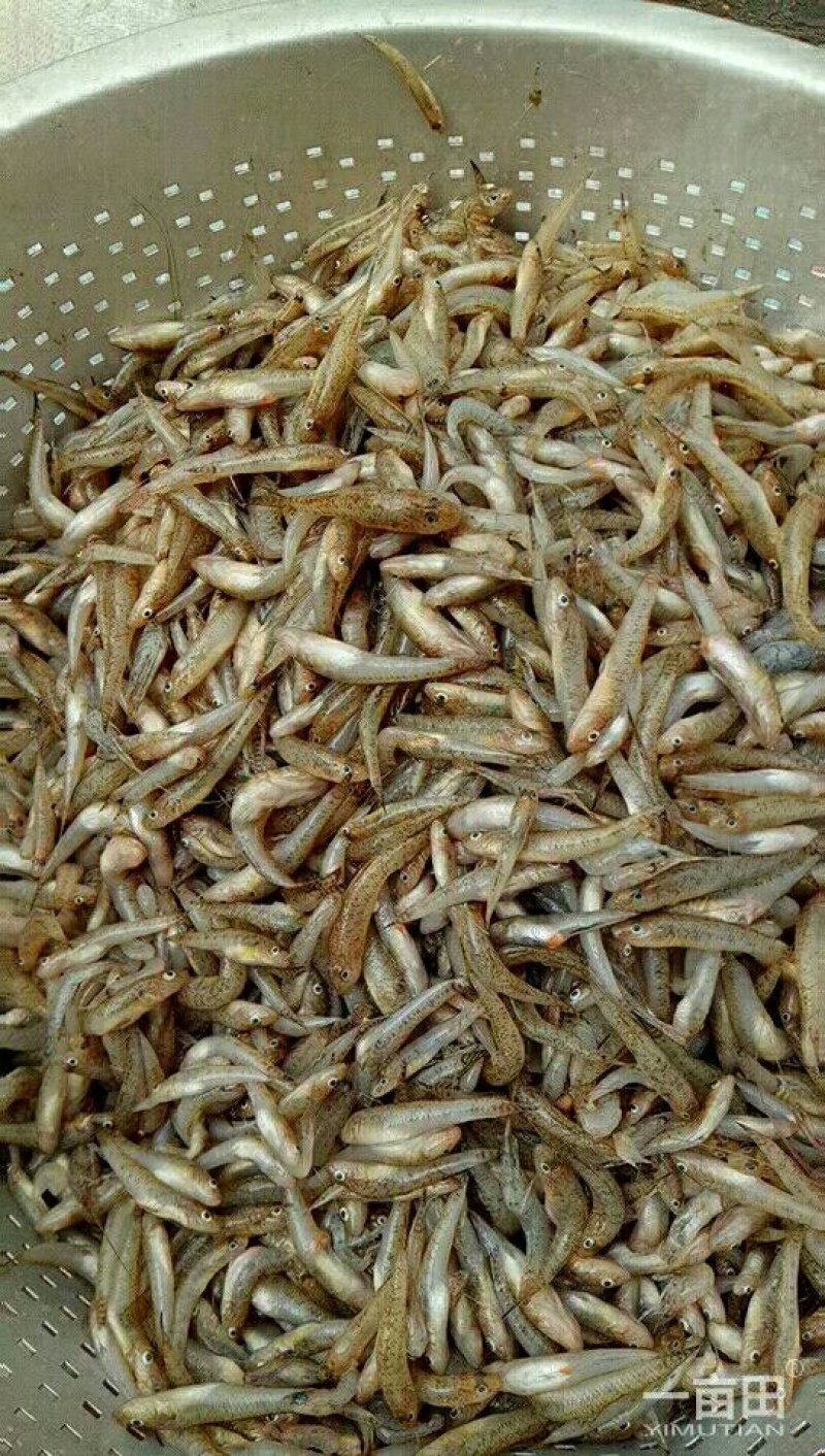 廉刀鱼，河虾，木根鱼