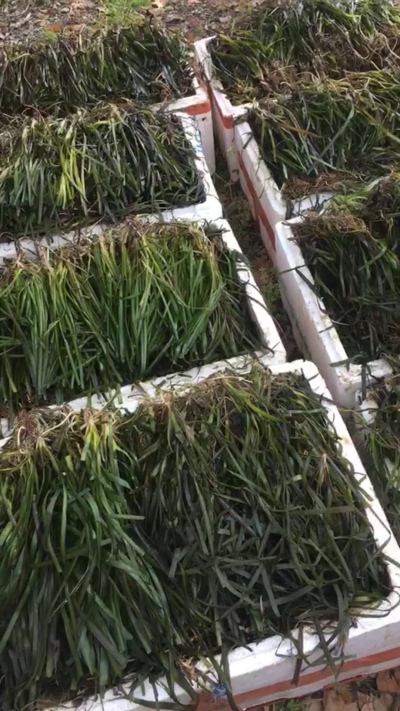 苦草四季常绿水生植物沉水植物