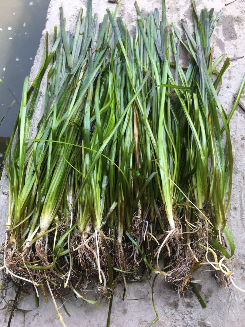 苦草四季常绿水生植物沉水植物