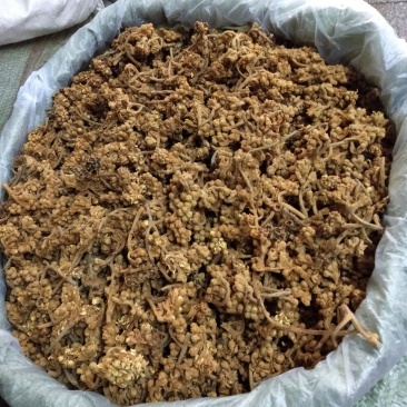 枇杷花