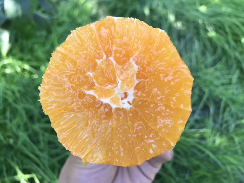 秭归脐橙产地直销看货采摘诚信经营欢迎咨询订购