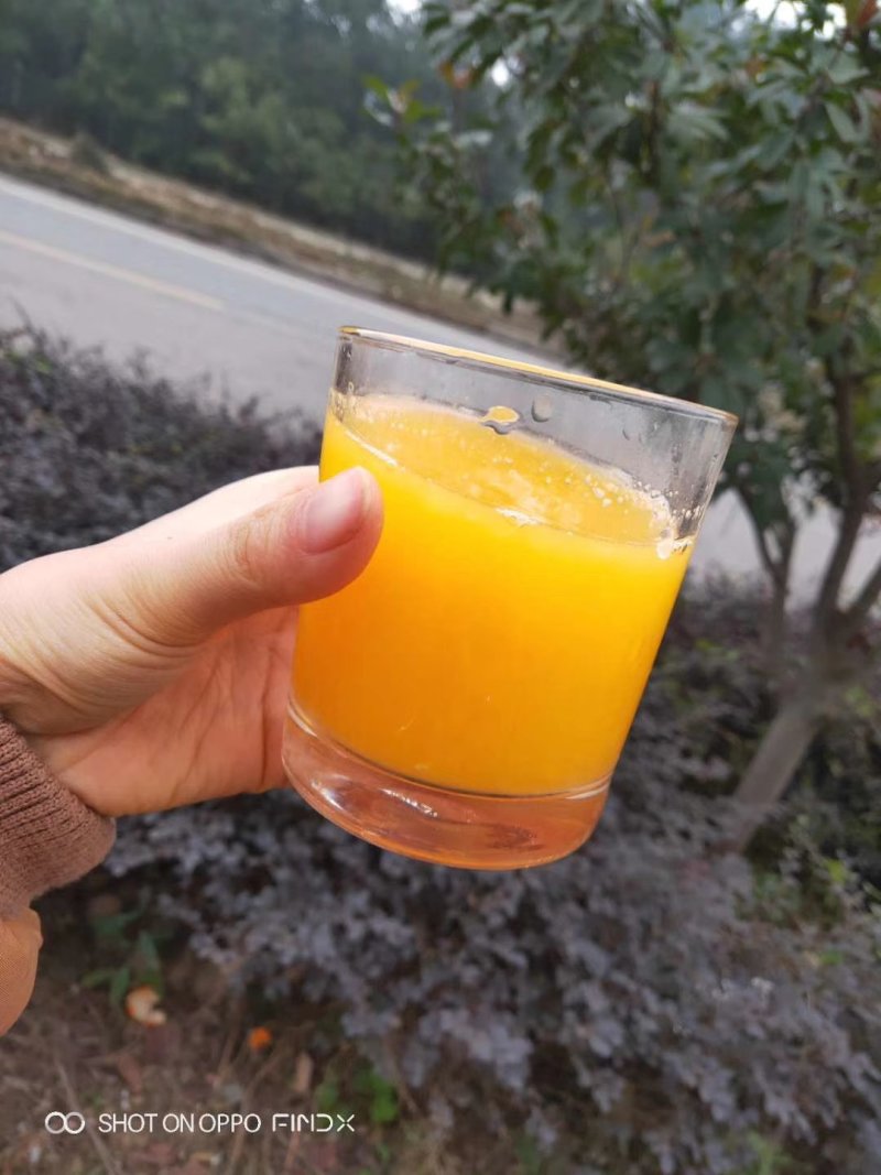 秭归脐橙产地直销看货采摘诚信经营欢迎咨询订购