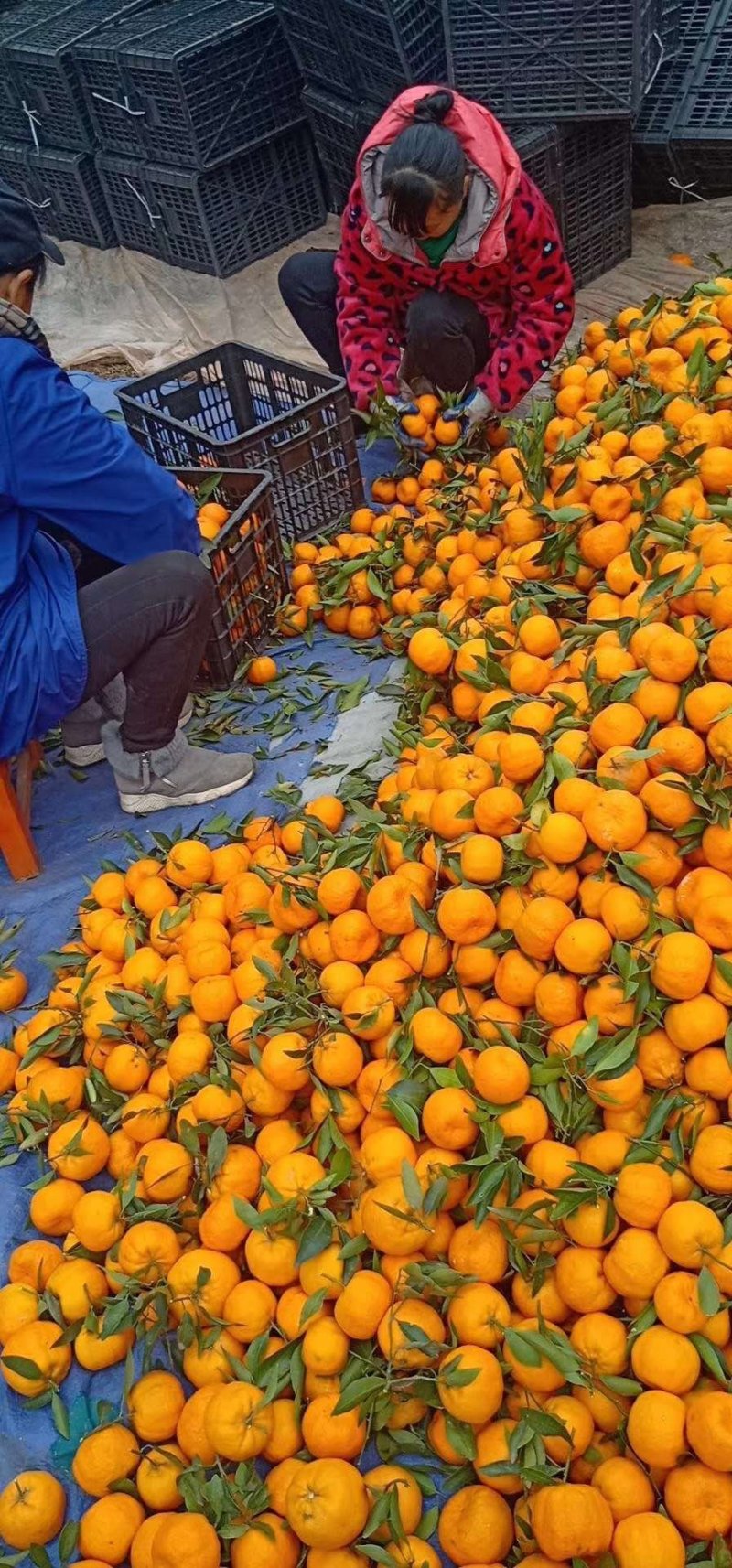 秭归脐橙产地直销看货采摘诚信经营欢迎咨询订购