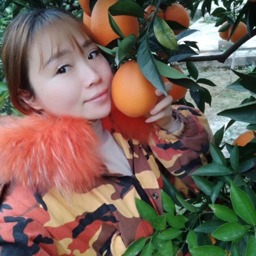 秭归脐橙产地直销看货采摘诚信经营欢迎咨询订购