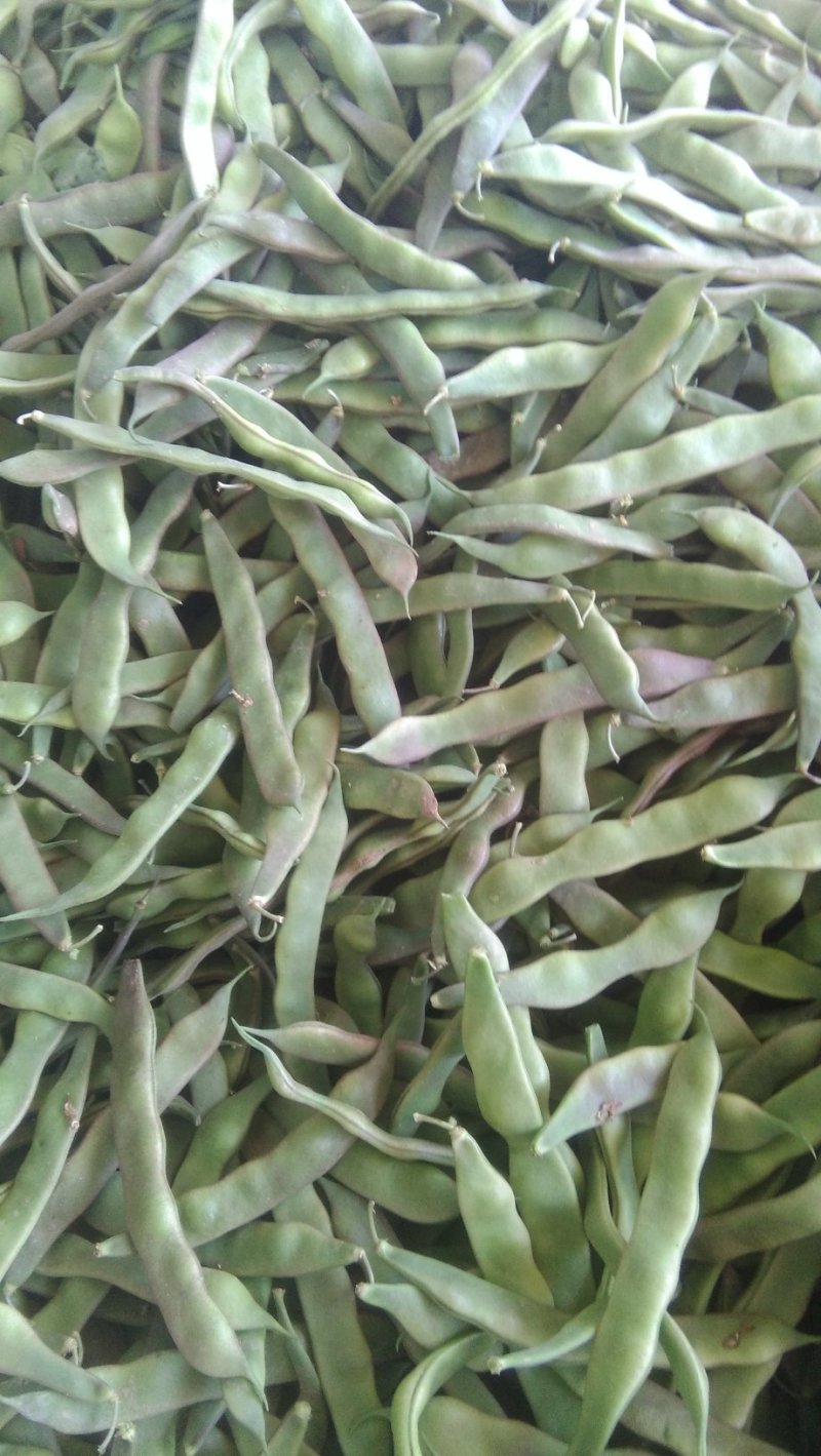 油豆