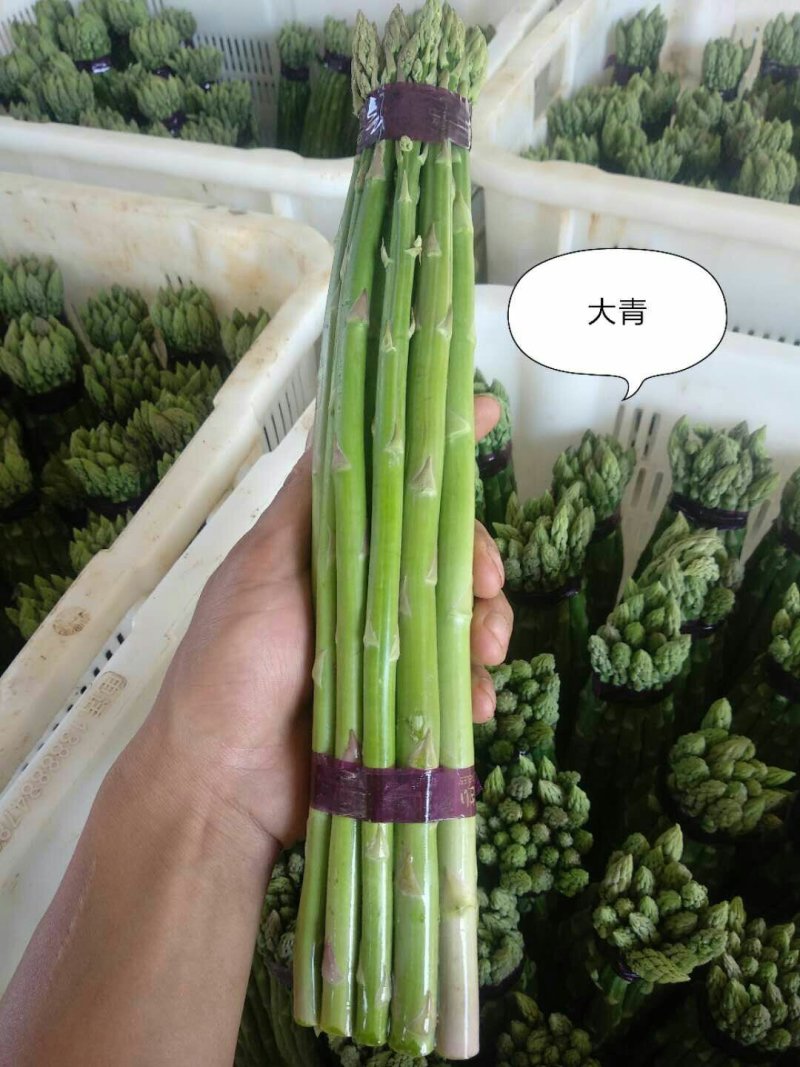 绿芦笋
