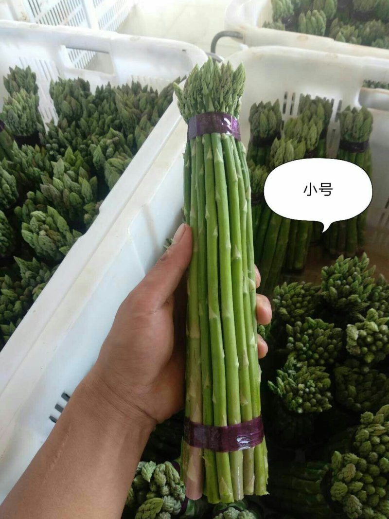 绿芦笋