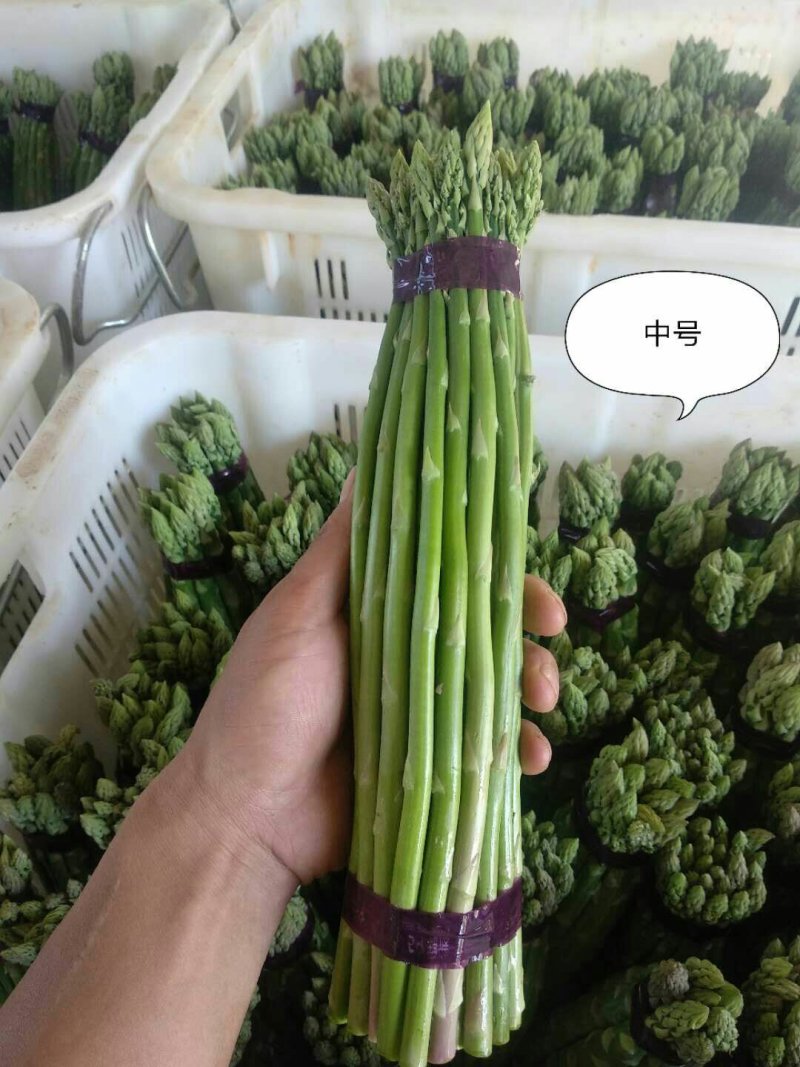 绿芦笋