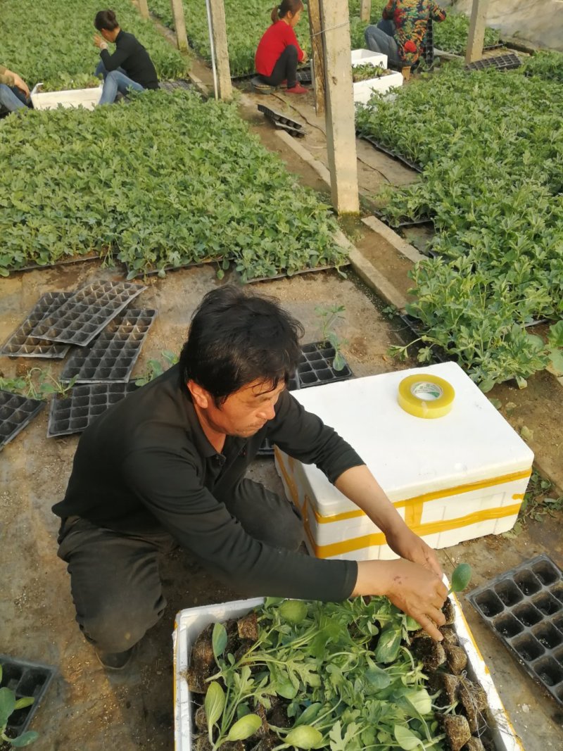 优质西瓜苗嫁接西瓜苗京欣甜王美都