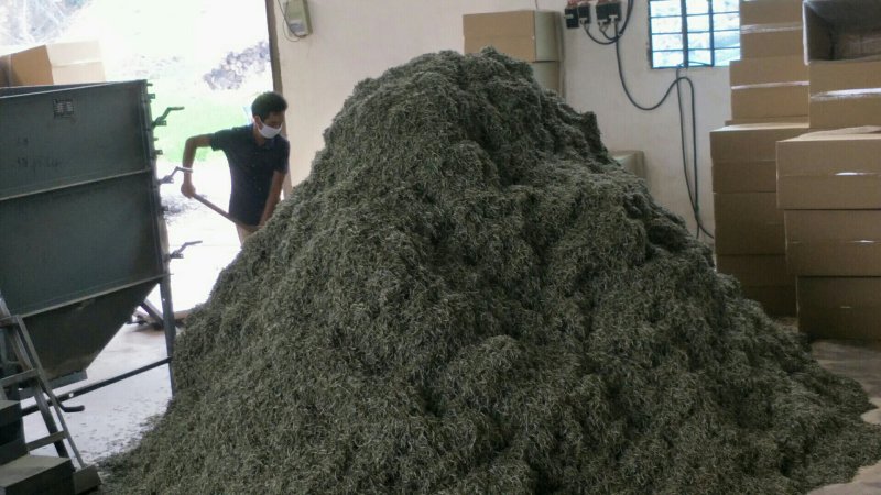 茶叶，白豪银针芽尖单芽