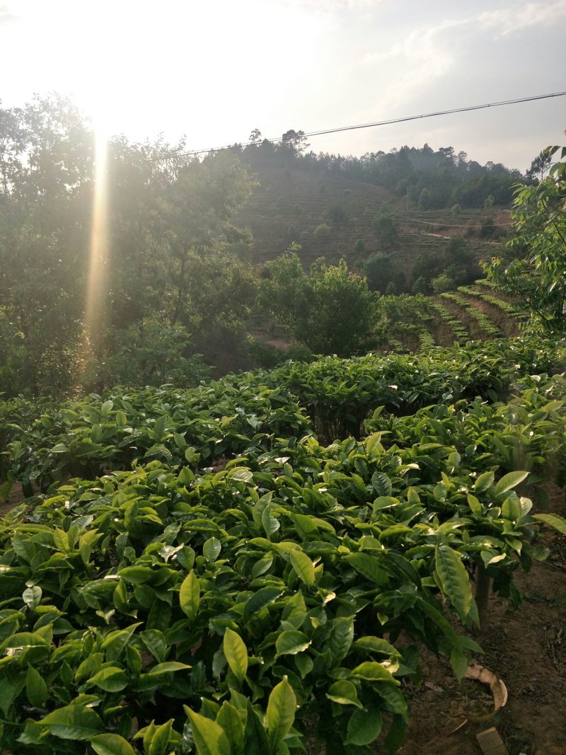 茶叶，白豪银针芽尖单芽